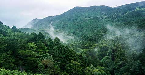 南京浦口区森林防火项目